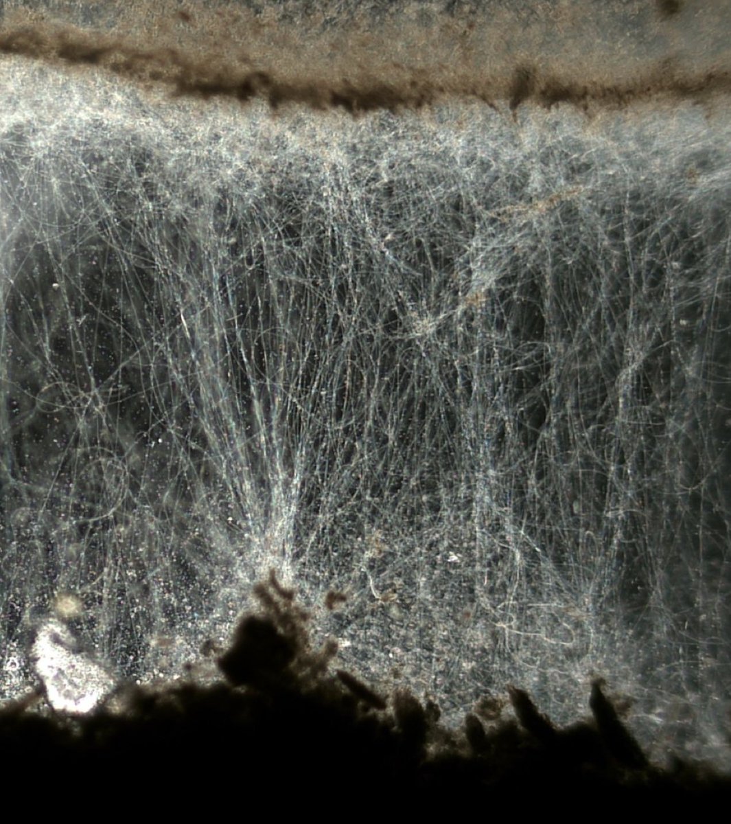 CEMAarhus's tweet photo. 📸🎉 Cheers to our talented PhD student @DigelLeonid and postdoc @kartiksaiyer , for landing in the top 10 of @GrundforskFond (#DNRF) photo contest 2023! Here you can see their captivating shots which will be showcased at the annual DG meeting on September 7, 2023. 🙌👨🔬#dkviden https://t.co/JvwpERiB4m