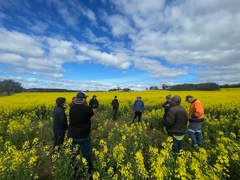HYC WA Innovation Group meeting at Charles Cardwell wheat, barley and canola. Great crops and discussion. <a href="/GRDCWest/">GRDC West</a> <a href="/theGRDC/">GRDC</a> <a href="/Stirlings2Coast/">Stirlings to Coast Farmers</a>