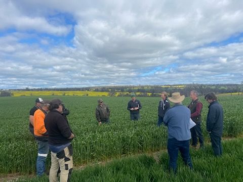 Crop_Watch's tweet photo. HYC WA Innovation Group meeting at Charles Cardwell wheat, barley and canola. Great crops and discussion. @GRDCWest @theGRDC @Stirlings2Coast https://t.co/YvmleD4NMF