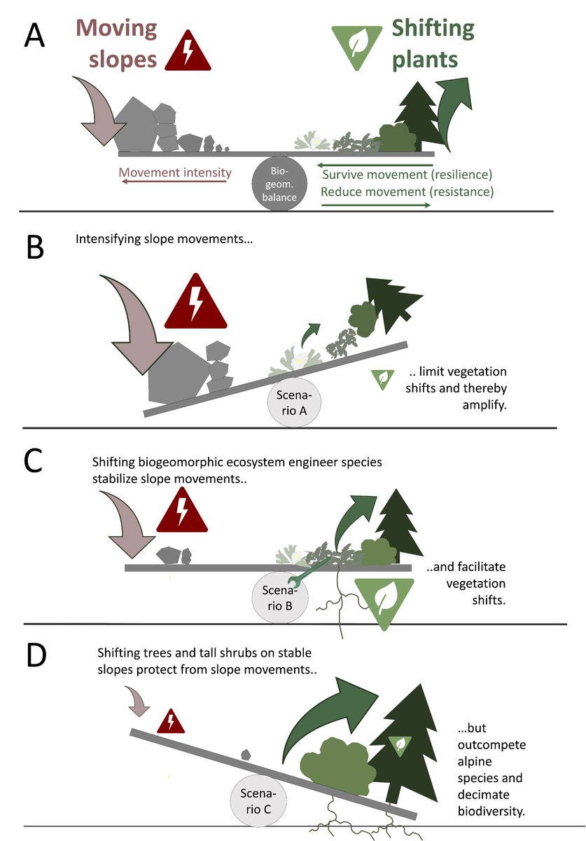 AlpineBiogeo's tweet photo. ..we expect three potential future scenarios: 1) Intensifying slope movements limit vegetation shifts. 2) Shifting #ecosystemengineer species reduce slope movements & facilitate shifts. 3) Shifting trees & shrubs protect from slope movements but decimate local #biodiversity (3/5) https://t.co/bC3yAUdE7Q