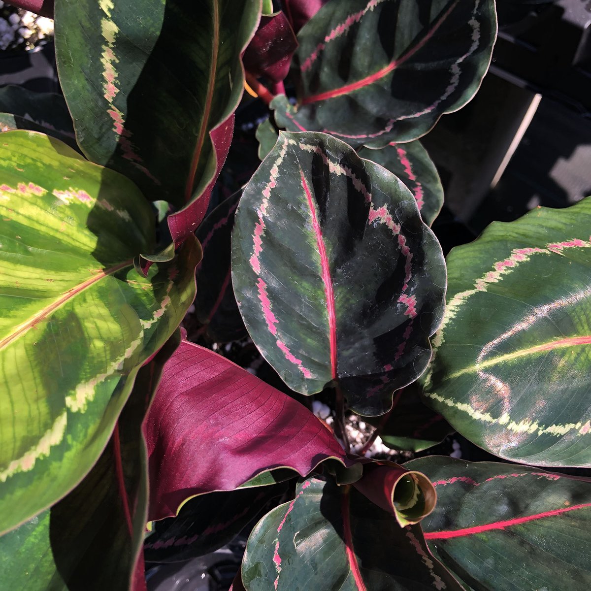Introducing the lush Calathea Medallion! 🌿 Its stunning leaves in shades of green and pink will add a touch of tropical elegance to your home. #CalatheaMedallion  #PlantsAtHome🌼🌸