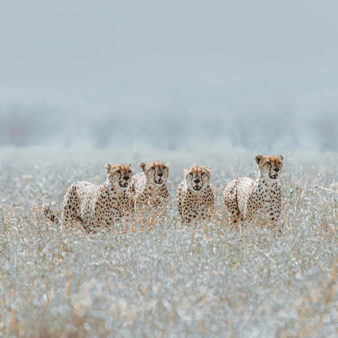 CCFCheetahUK's tweet photo. It's not every day you get to see such a stunning photo of four cheetahs together, the cheetahs stand out uniquely against this blue background! ππ
πΈ @sollyleviphoto
#wildlifefriend #wildlifeperfection #cheetahhunt #cheetahlover #bigcatsofinsta #cheetahconservati https://t.co/vn9stiz6Pl