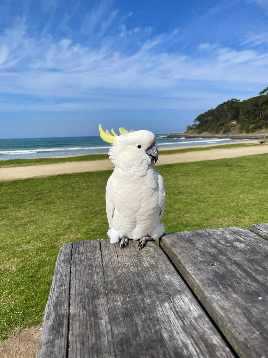 Hitting the road with Bern people! Survived an organised cockatoo attack trying to steal our fish and chips. #iucr2023 <a href="/Lorraine_AM/">Lorraine Malaspina</a>