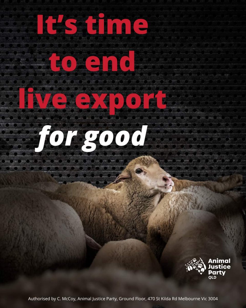 This week's @abc730 on the horrendous treatment of sheep in Oman is the latest of many such reports which show that the fate of Australian sheep in the live export trade is not, & cannot be monitored 
by the Australian Department of Agriculture.
It's time to #LegislateTheDate