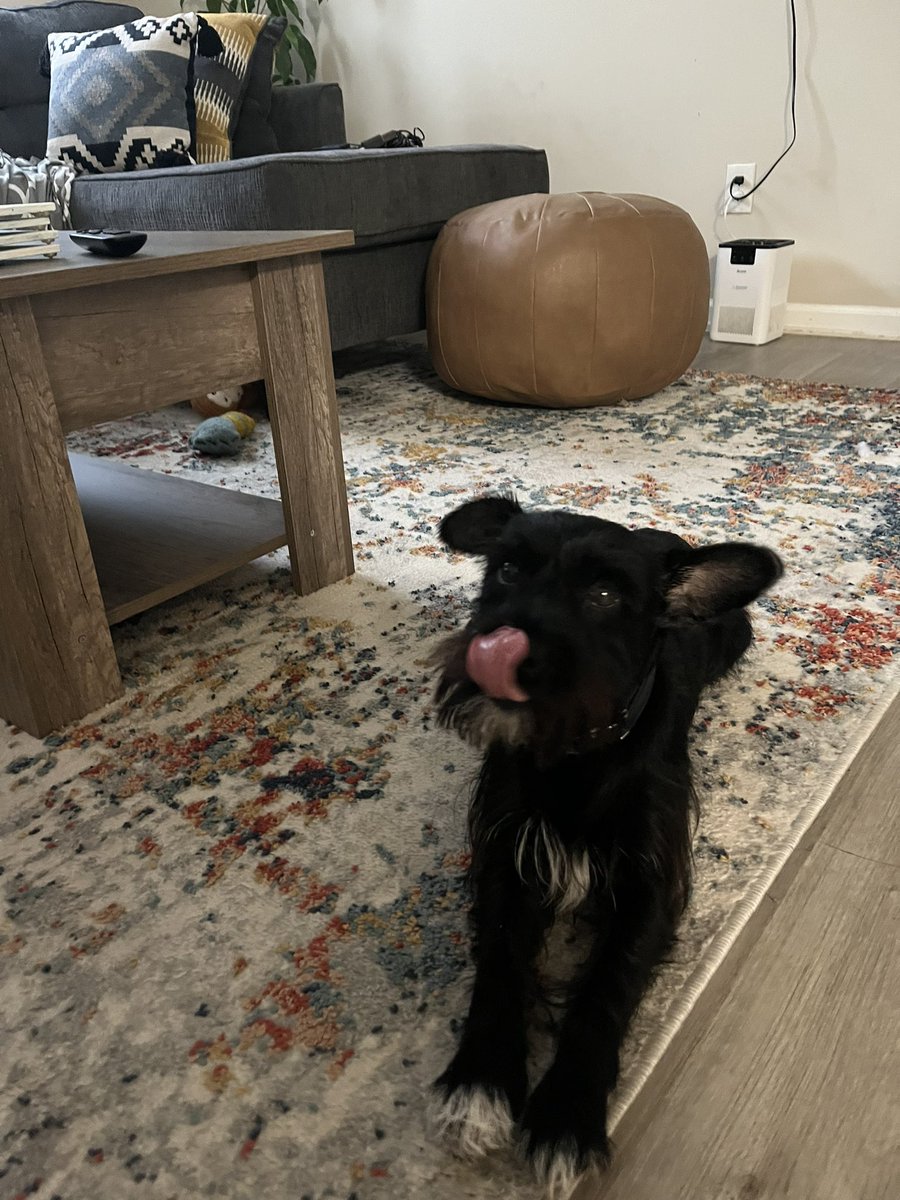 ApolloLovesFun's tweet image. Happy #TongueOutTuesdayFrens!  #scnauzergang #ruffryders #doglife #dogsoftwitter