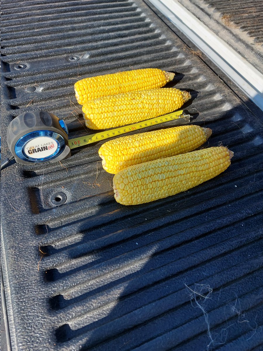 This morning I found a more advanced field in Norfolk. This corn was planted in April. Stand population was good, cob length and kernals around were very consistent. Frequent rains in Norfolk this summer have definitely helped the corn crop this year.  #GLGtour2023