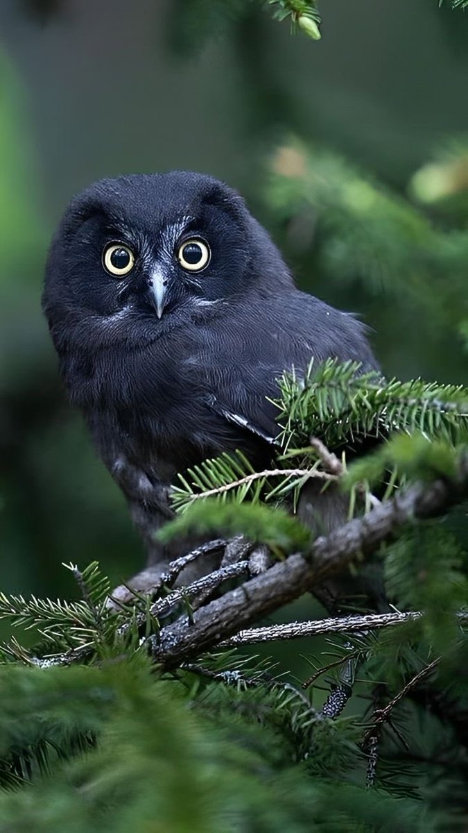 Your owl for tonight!
#photos #photography #birds #owls