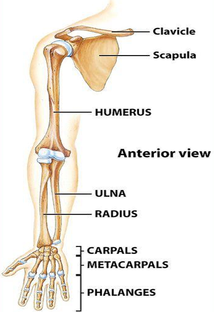 drdozellodc's tweet photo. Two Minutes of Anatomy: Upper Body Appendicular Skeleton
Dr Donald A Ozello DC
#appendicularskeleton #skeleton #axialskeleton #upperbodybones #upperextremitybones #vegas #chiropractor #anatomy #anatomyandphysiology https://t.co/4hQs7uvE9c https://t.co/ryrejL5n9v