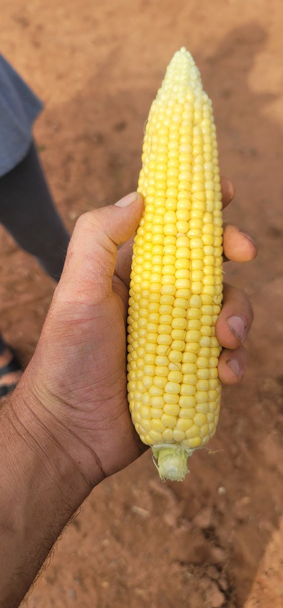 Finding quite a few cobs with 20 rows around this year, plenty of heat mid season and moisture during pollination. Looks promising, for now...