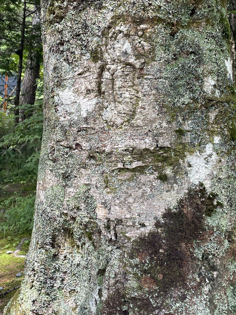 egaomama4488's tweet image. 日本三大金運神社⛩️の一つの霊峰富士の二合目にある新屋山神神社⛩️へ行って来ました。行ける人しか行けないと聞き😅たまたま宮司さんにお会いする事ができ御神木の一つに小判がもう一つに神様の姿がと説明を受け感激しました。
#新屋山神神社