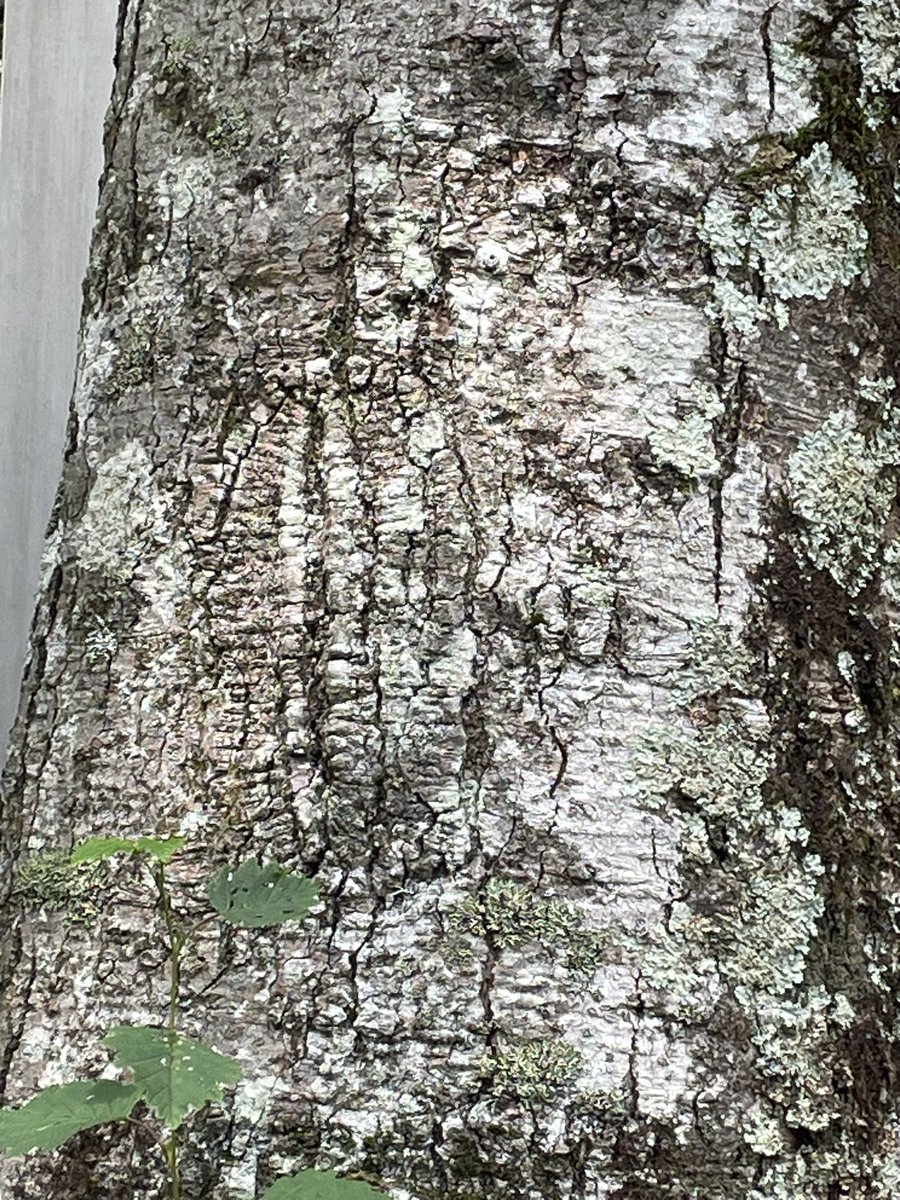 egaomama4488's tweet image. 日本三大金運神社⛩️の一つの霊峰富士の二合目にある新屋山神神社⛩️へ行って来ました。行ける人しか行けないと聞き😅たまたま宮司さんにお会いする事ができ御神木の一つに小判がもう一つに神様の姿がと説明を受け感激しました。
#新屋山神神社