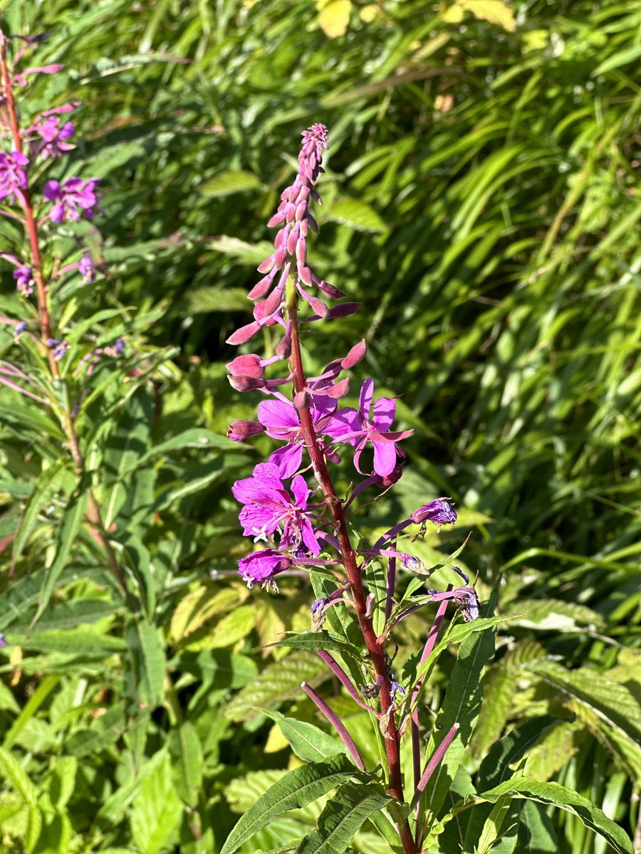 vobonline's tweet image. Saving the best for last - the Tatras Mountains. Now you have every reason to visit Slovakia 🇸🇰.  #tatras #tatrasmountains #slovakia #hiking #climbing #spa #lakes #NaturalBeauty #friends #parents #blueberries #mountains #hikingtrails