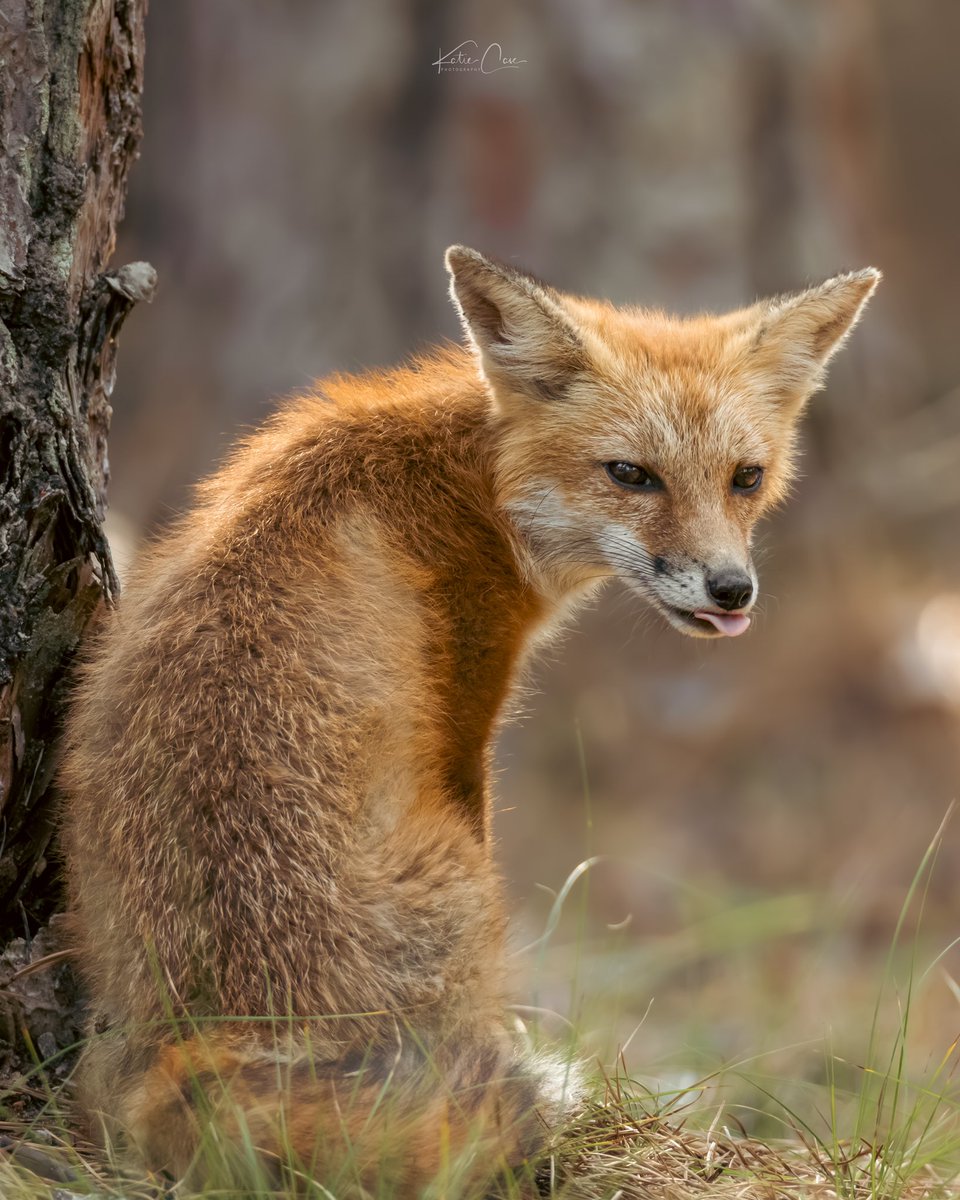 Tongue Out Tuesday 🦊😜
#FoxOfTheDay #fox #wildlife #wildlifephotography #portrait
#TwitterNatureCommunity
#TwitterNaturePhotography #Nature
#outdoors #canonphotography
#CanonFavPic #CanonR3 #NewJersey
#ThePhotoHour