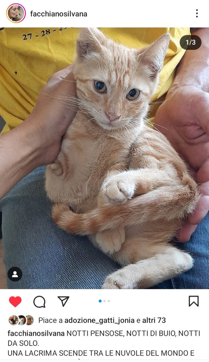 zampa_qua's tweet photo. Attenzione 🆘🆘🆘Silvana ☎️3394765657🐈Aggiornamento  "Non vogliono premi o cibo, giocattoli o caramelle, vogliono solo te."
https://t.co/zkalv51GwN VINCENT ha 5 mesi e mezzo  è dolcissimo,aspetta una mamma ,una famiglia e tanto amore #4voiceless Catania https://t.co/B34LjcHZJy