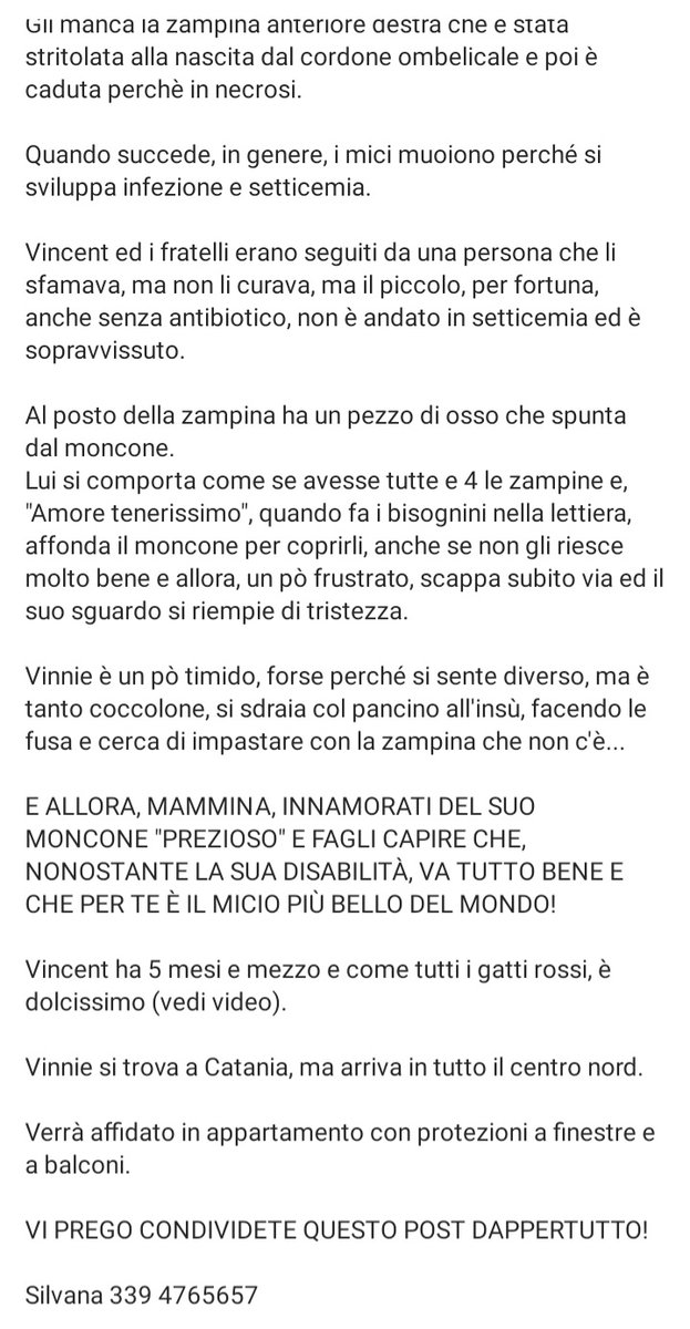 zampa_qua's tweet photo. Attenzione 🆘🆘🆘Silvana ☎️3394765657🐈Aggiornamento  "Non vogliono premi o cibo, giocattoli o caramelle, vogliono solo te."
https://t.co/zkalv51GwN VINCENT ha 5 mesi e mezzo  è dolcissimo,aspetta una mamma ,una famiglia e tanto amore #4voiceless Catania https://t.co/B34LjcHZJy