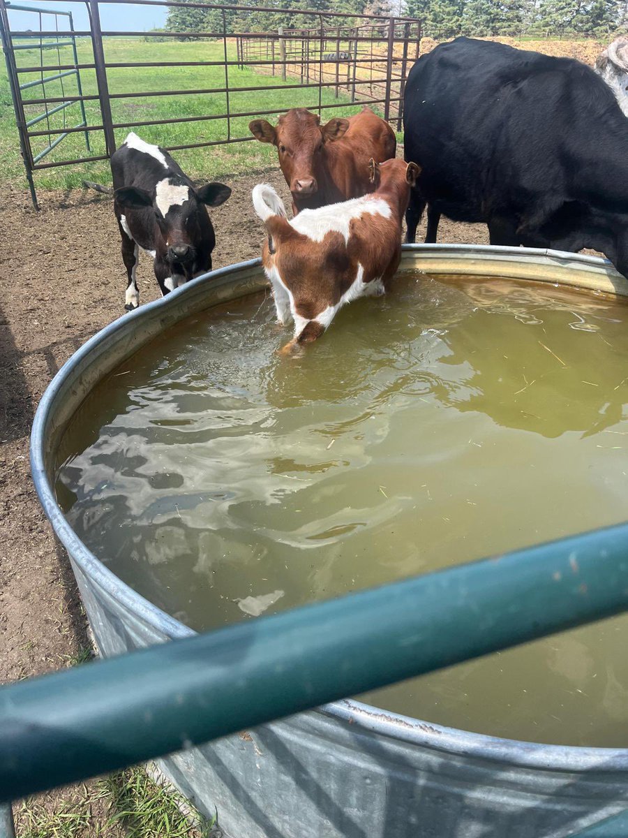 mama_siha's tweet photo. @PlayRuneterra One little stinker decided the watering trough was for swimming. Other cows were perplexed. Definitely suspicious Moo behavior. https://t.co/4wq6YzcRtR