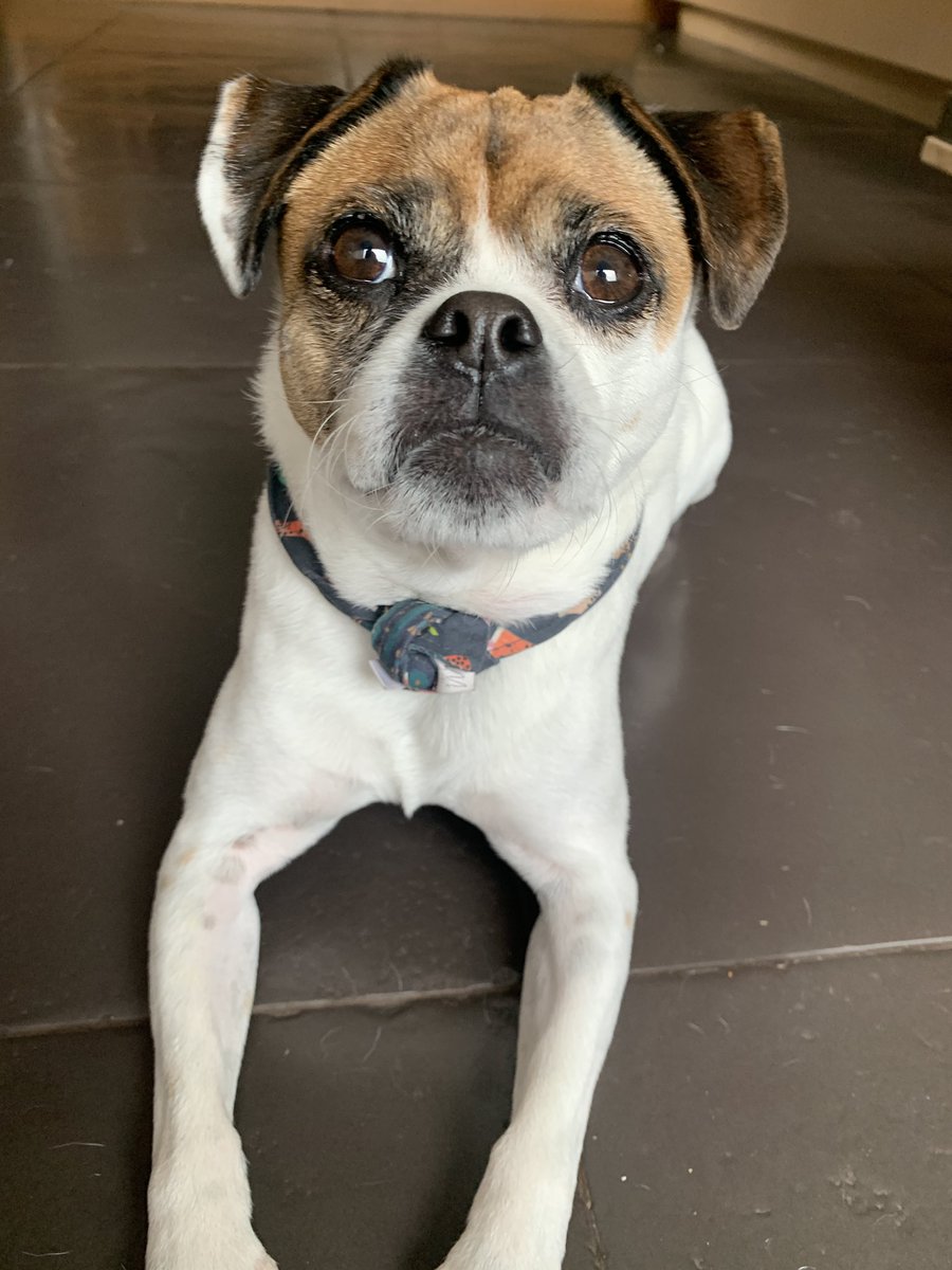 Whenever my dog asks for food in the morning, I check with my wife and kids first to ensure she hasn’t already been fed. 

The number of double-meals she’s scammed with this cute face is astronomical