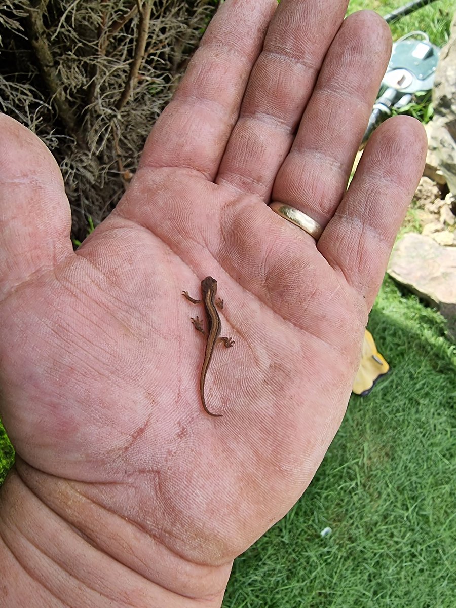 Grateful for confirmation of this is a palmate newt.  Found quite a few in the garden under stones, logs etc. <a href="/ChrisGPackham/">Chris Packham</a> <a href="/BBCSpringwatch/">BBC Springwatch</a>