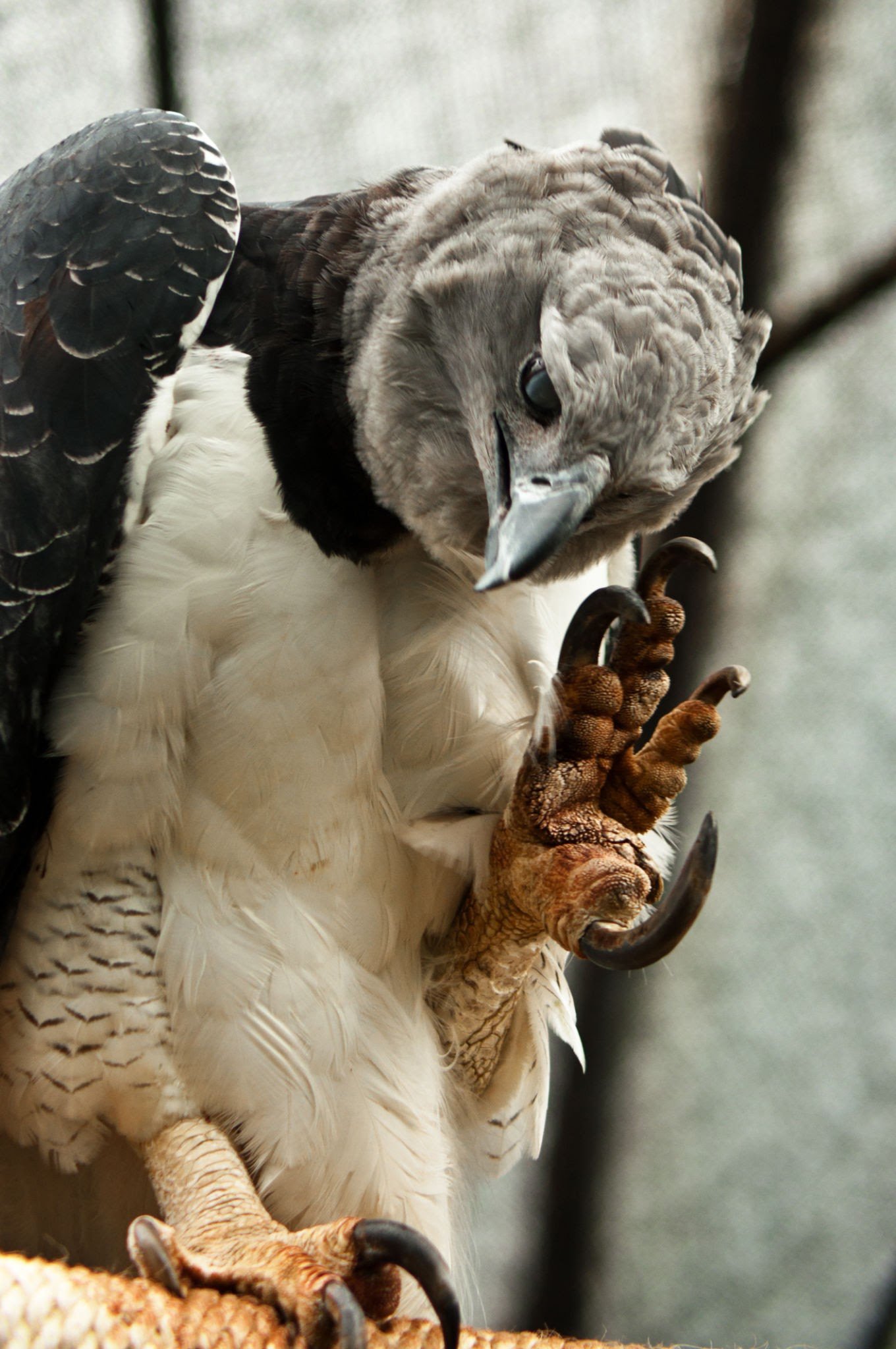 TeslaMojo on X: @Rainmaker1973 The harpy eagle (Harpia harpyja