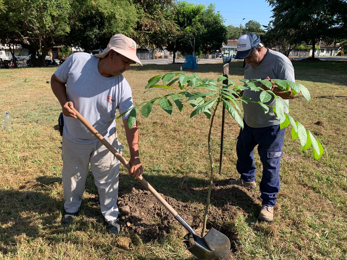 FcgRiocas's tweet photo. Junto al Comité Técnico Interinstitucional de Educación Ambiental (#CIDEA) de 📍Bugalagrande, realizamos una jornada de siembra🌱 en el municipio donde sembramos #árboles de cenizo, cedro, mango y guayabo https://t.co/72OKoEolBD