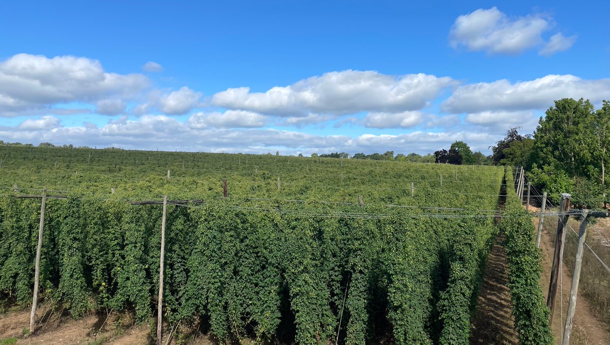 Lots of preparation happening today at Stocks Farm ahead of Harvest 2023. Tomorrow, The Bruff will be fired up and we're starting with Phoenix hops. You can purchase 2022 dried hops here: stocksfarm.net/shop/hop-varie… #homebrewhops #britishhops #hops #craftbeer #homebrew #freshfromfarm