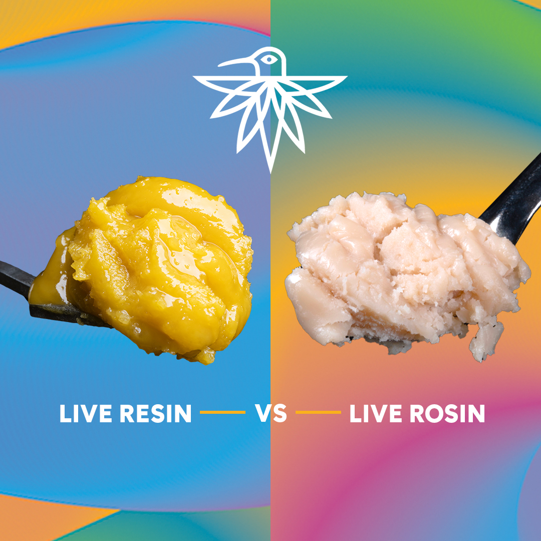 harmonyextracts's tweet photo. ๐ฟ๐ฅ Live Resin or Live Rosin? Tough choices, amazing terps! ๐ฏโจ At Harmony, we're all about that terpene goodness in every dab. Which one gets your vote? Let us know! ๐ค๐
#TerpeneTales #LiveResinVsLiveRosin #HarmonyCannabis #LiveRosin #LiveSugar #LiveBadder #VapeLife https://t.co/kVnJCSHcAV