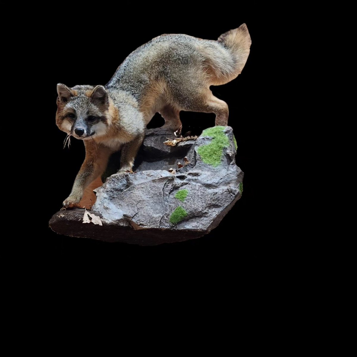 JoeSimm51666080's tweet image. Recent PA fox I completed for a client #trapping #foxhunting #predatortrapping #crittercontrol #pataxidermist #foxpro #hunting #realtree