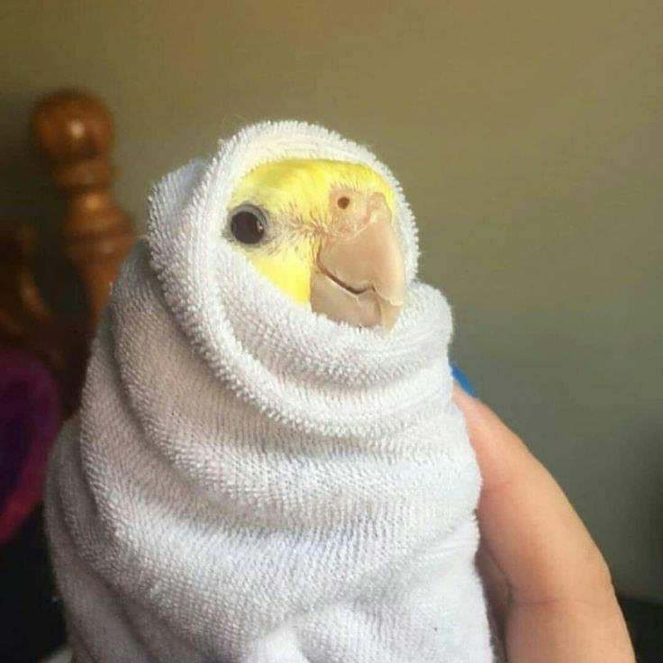 iti malias tweet media