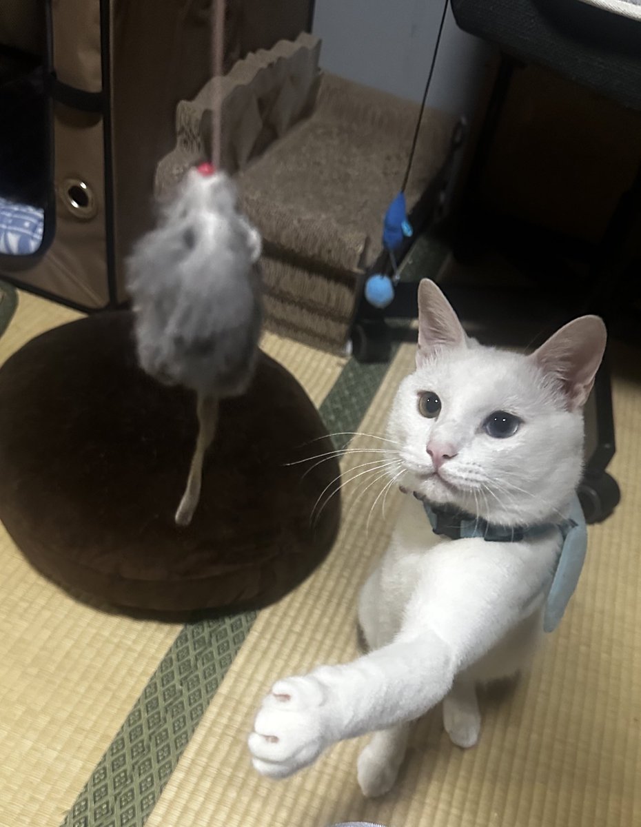 boyCat_Latte's tweet photo. 遊んでいる時だけ凛々しい顔

#猫のいる暮らし  #白猫 https://t.co/kSEgAMU02N