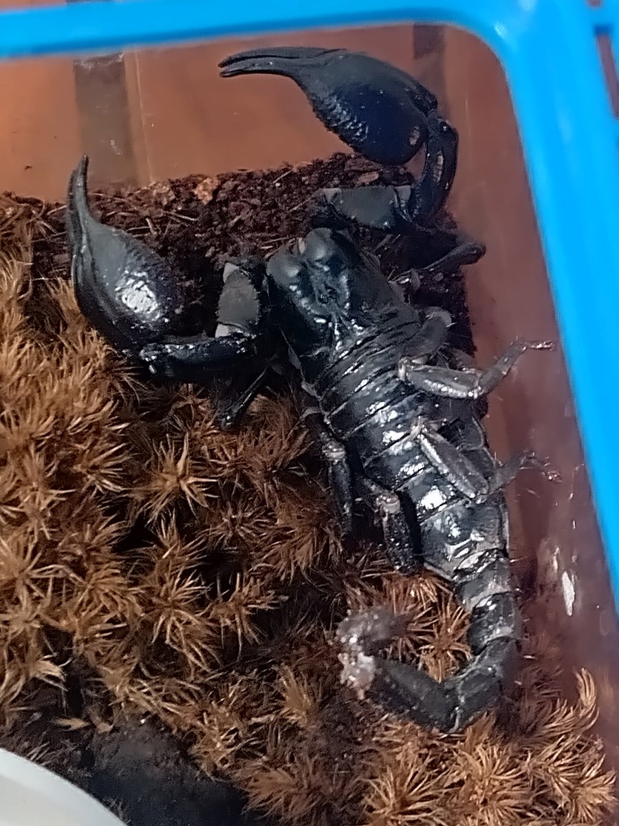 #Ronin #newpet #BlackAsianScorpion. #Scorpion #pets #baby #welcome #home #brother #sister #blackscorpion