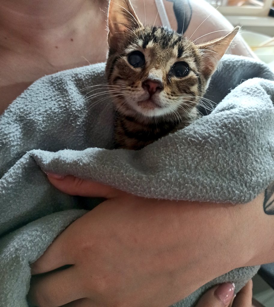 nicemyslef's tweet photo. Hej
Pilnie szukam domu! 
Jestem przemiłym dżentelmenem, nie mam pcheł, mam katar. 
Okolice Ostródy 
Bardzo proszę o rt https://t.co/bwmkTjnR4P