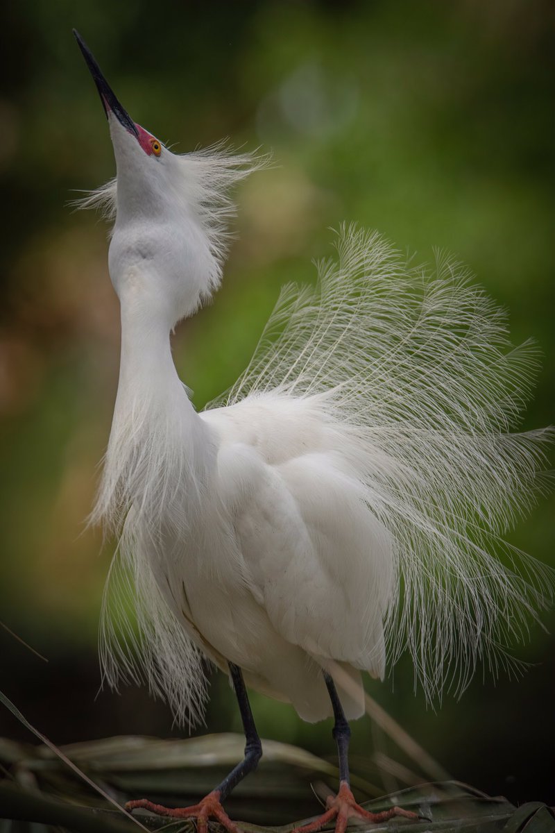 birdcrazed6's tweet photo. GOOD MORNING #TwitterNatureCommunity 

Did you check out my new 2023 Art gallery? You can now order your favorite images as prints as well as many other substrates. Like this Snowy Egrets Courtship Display!

#BirdsOfTwitter #BirdTwitter #birdphotography #Birds https://t.co/ysnJ8AT8bU