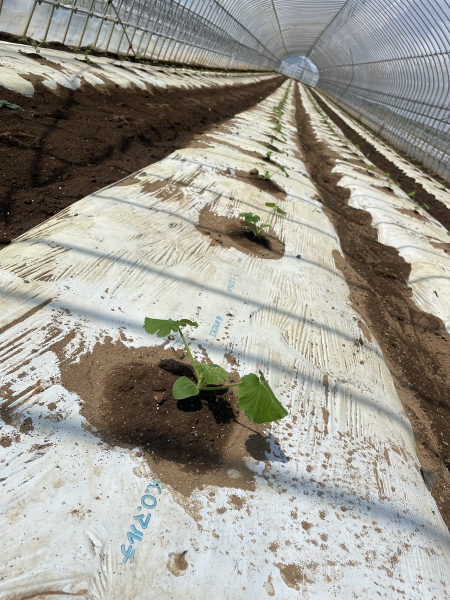 FarmGom's tweet photo. ズッキーニ定植して根付いたかなぁ🥒

しっかし雨降らないし毎日晴れてるし🌞
ここ50日間で2日しか(湿る程度)☔️降ってない🙄
こんなの初めて😂😂😂
おかげで路地キャベツ🥬死んでるわ😇 https://t.co/oukkOrVgSr