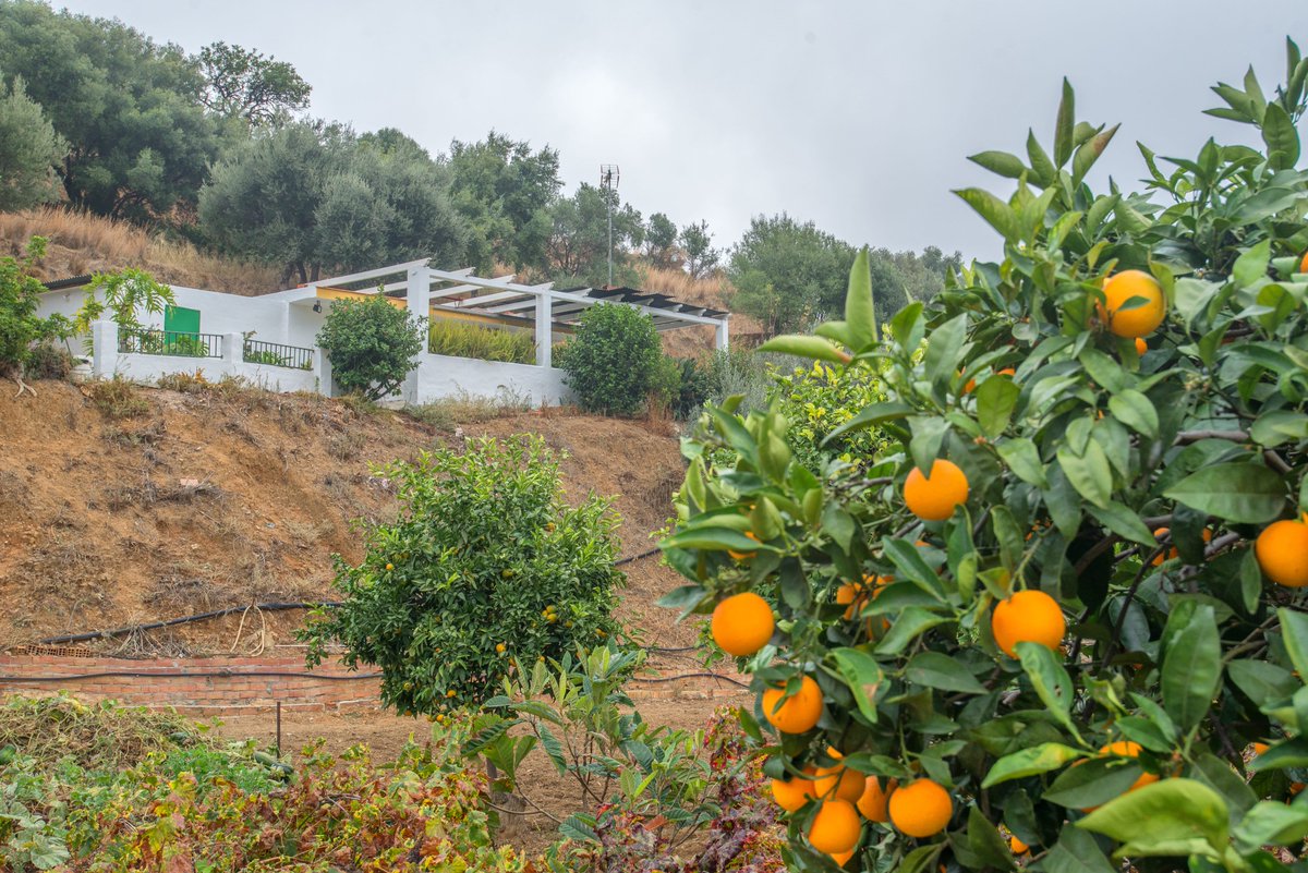 gpiloteam's tweet photo. ¿Estás cansado del ritmo acelerado y ruido de la ciudad? 🛻🚧🚦
¿Buscas tu oasis de tranquilidad rodeado de naturaleza? 🌳⛰🌞

¡Esta propiedad es perfecta para ti!
Parcela rústica con vivienda recién reformada

📍  La Alqueria, Mijas https://t.co/vLzIA6iWRV
