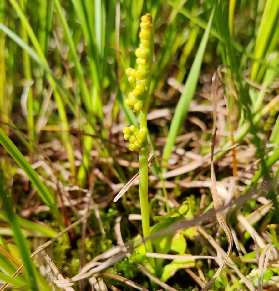 LIFE SEEDFORCE tweet media