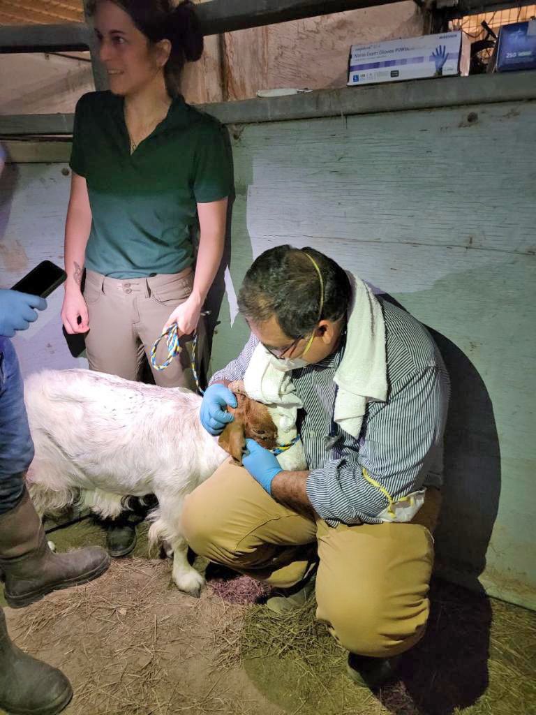 lsuvetmeddean's tweet photo. Working with #LSART, our Large Animal Disaster Response team @LSUVetMed jumped into action after the Tiger Island wildfires. Thank you Drs. Mustajab Mirza, Kaitlyn Ieradi, &amp; students Mallory McConathy &amp; Matthew Criscione. We are so proud of you! #LSU #WeTeach #WeHeal #WeProtect https://t.co/9w9EN4EkSv