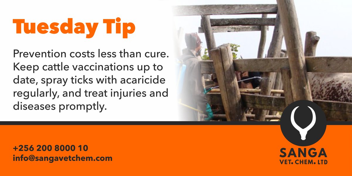 Prevention costs less than cure. Keep cattle vaccinations up to date, spray ticks with acaricide regularly, and treat injuries and diseases promptly.

#SANGA #TickPrevention #HerdHealth