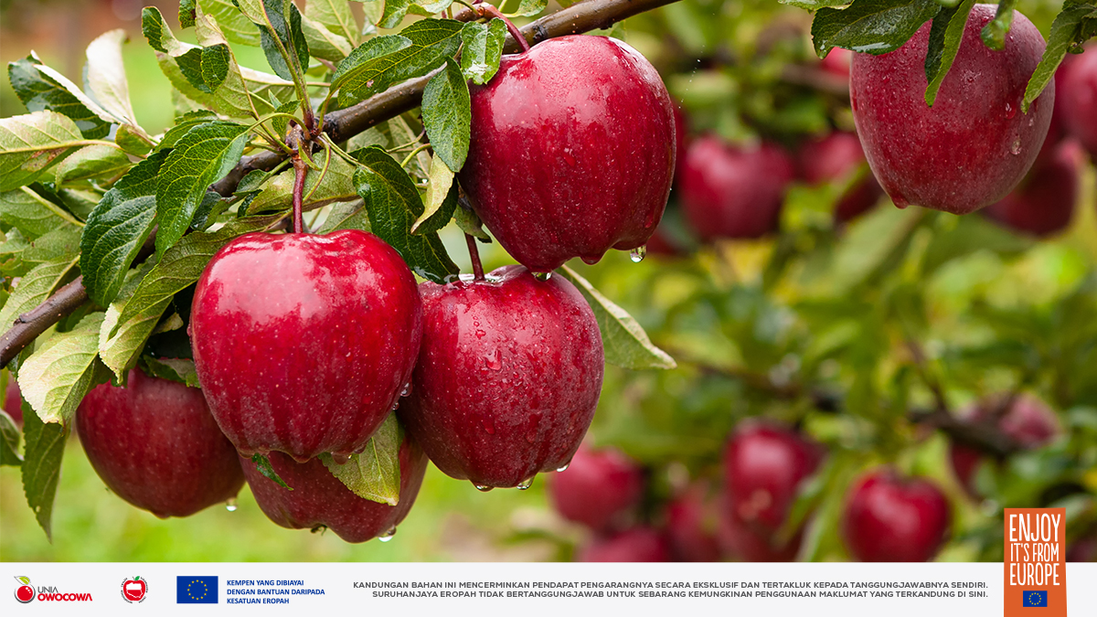 Apples4M's tweet photo. Perubahan iklim juga menjejaskan @Poland. Oleh itu, pokok epal kita semakin memerlukan pengairan. Pokok yang disiram dengan betul akan menghasilkan buah-buahan yang cantik dan berair di @Eropah. Walau bagaimanapun, usaha untuk melindungi alam sekitar adalah berbaloi. Kepelbagaian biologi di dusun-dusun Poland adalah satu langkah ke arah yang betul.