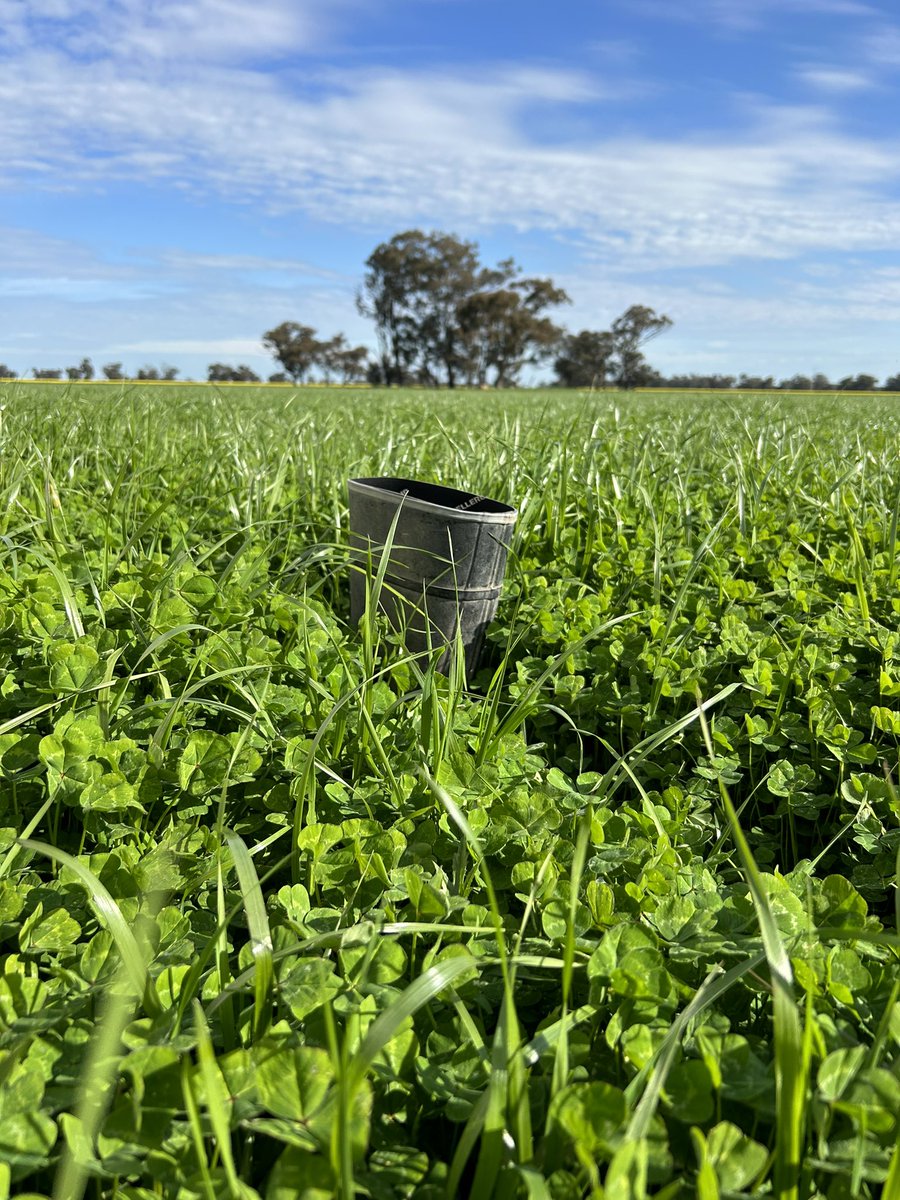 Shaping up to be a another good spring in southern nsw 🤞 no that’s not a short kiwi gumboot 🤣
