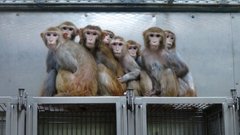 PETA_France's tweet photo. Piégés, tourmentés, mutilés et tués.

Les singes n'ont pas leur place dans les laboratoires. https://t.co/AXoGX5gUzk