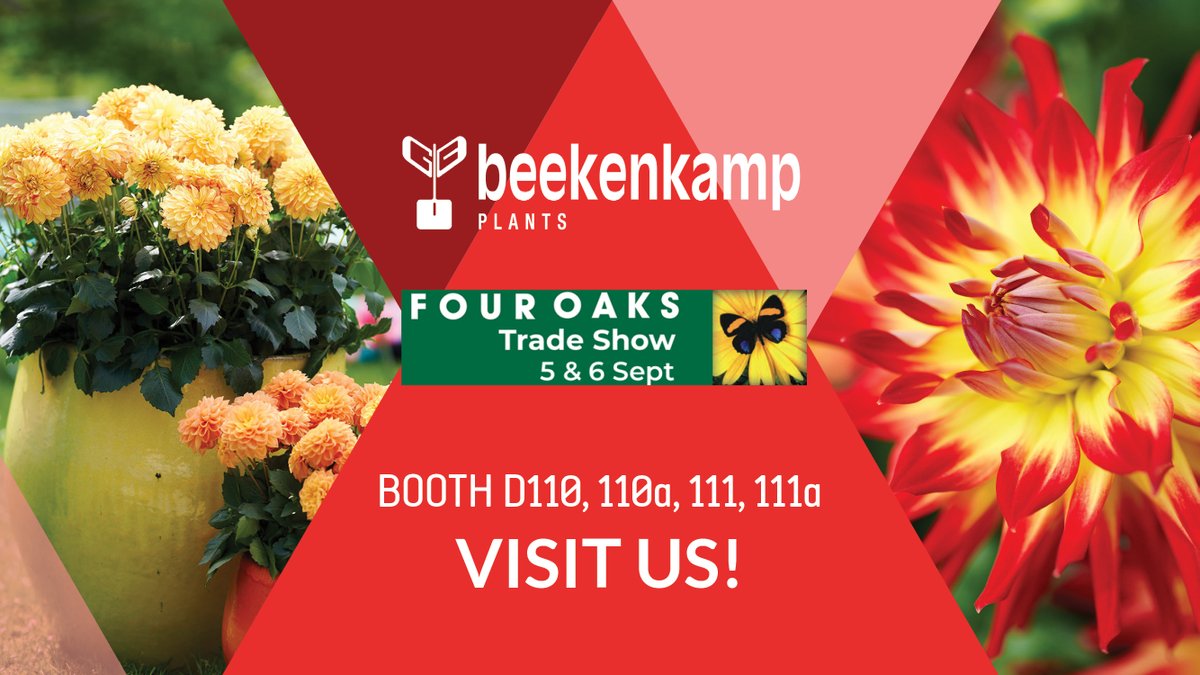 We will be present at the Four Oaks Trade Show on 5 and 6 September! 🇬🇧
We will be bringing our finest LaBella Dahlias to the show! Our UK sales team is eager to share their knowledge, expertise and contagious enthusiasm with all visitors. 🌱
Will we see you next week?

#FOTS