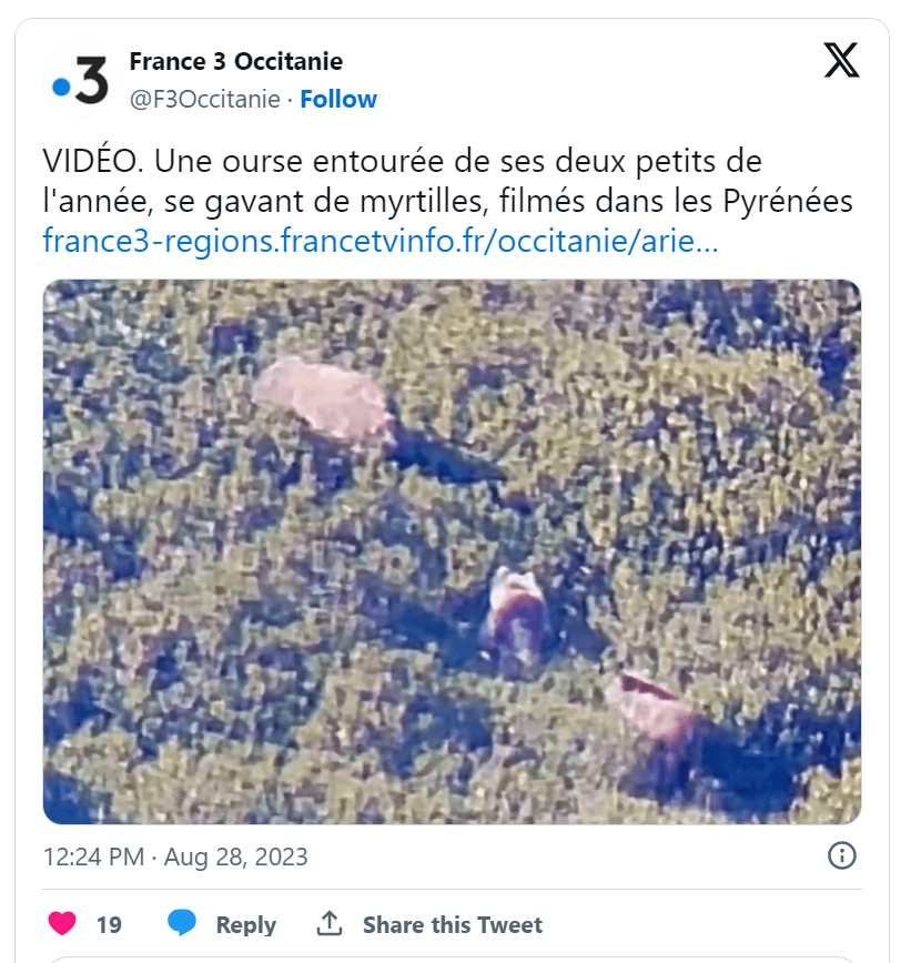 DEPANA's tweet photo. Estem molt contents del ressò que ha aconseguit l'enregistrament de l'ossa i els cadells a la Vall d'Aran! 😊🎉

És el fruit d'hores de feina del nostre equip de seguiment, que vetlla per la conservació de la que és l’espècie més amenaçada del Pirineu 🐻

https://t.co/eUyKCdqBDF https://t.co/iLlEja0uUL