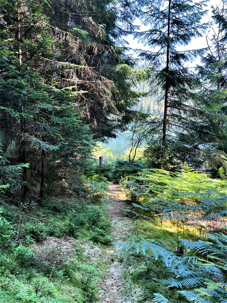 Greenisamissio1's tweet photo. Have you ever thought of doing something good for yourself today? Breathe oxygen-rich and germ-free air, fill your body again with the body's own killer cells through terpenes, relax and lower your blood pressure, then go to the FOREST, any doctor will confirm this.🌳🌲💚🌱🌿💚 https://t.co/CKxAiLRDSK