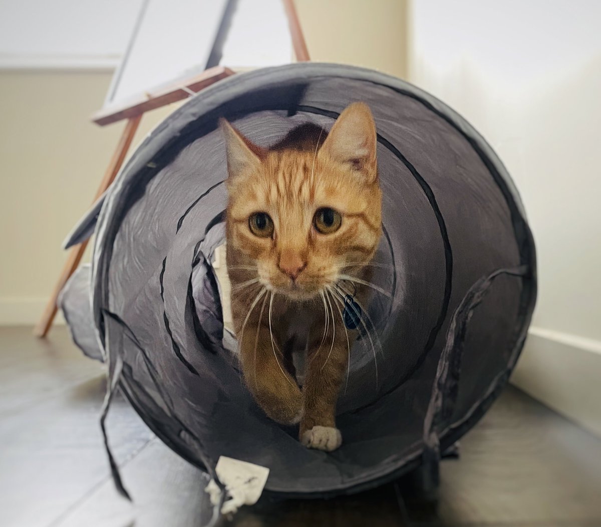 mycatvinny's tweet photo. @PickliciousF What’s a giggle-lo? You can Trust me with your fund 😼 https://t.co/wEsJ8juAyd