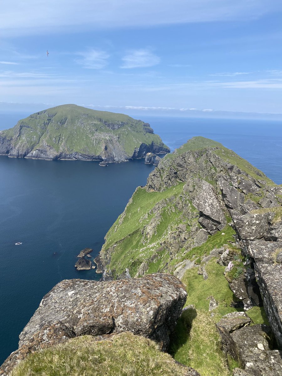 BaskingSharkScotland tweet media