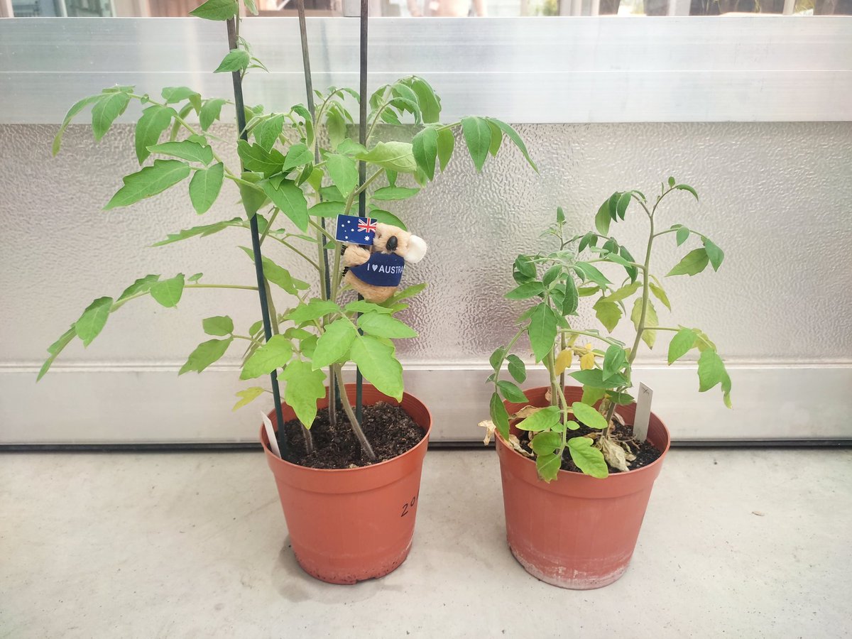 hillary3085's tweet photo. Koalas like it healthy #plantpathology #ICPP2028 #PlayGoldCoast https://t.co/JoYwJVhS07