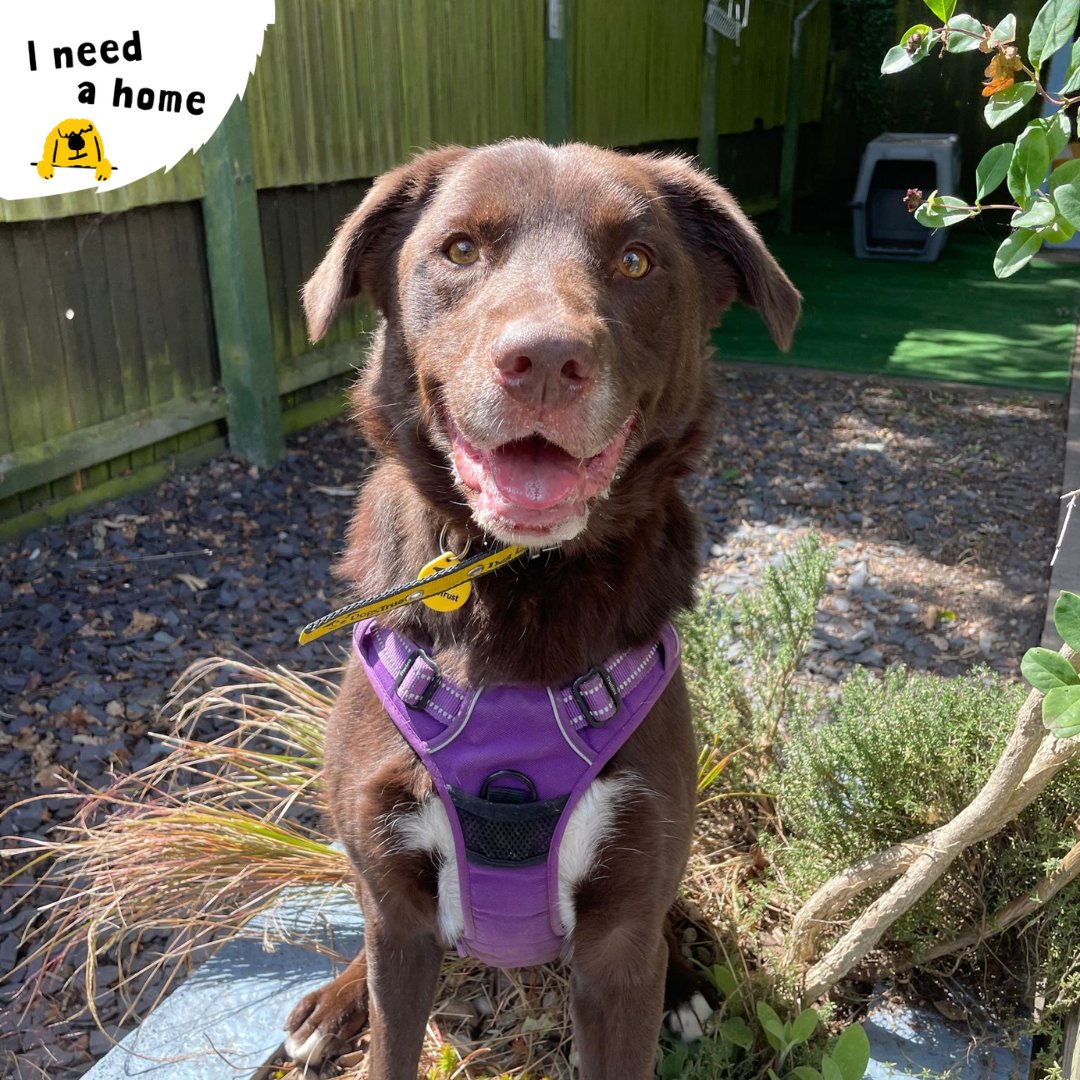 DT_Kenilworth's tweet photo. The bank holiday might be over but that doesn't stop Dexter from smiling!
#DTKenilworth #DogsTrust #DogsTrustKenilworth #LabCross #LabradorCross #INeedAHome #RescueDog #AdoptMe #AdoptDontShop https://t.co/6rqjyxPgUA