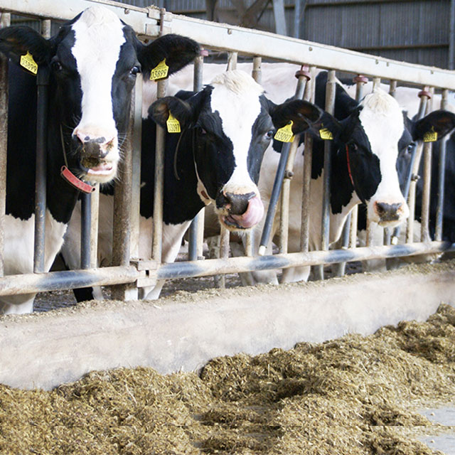 LoneThier's tweet photo. 80% af DK oksekød kommer fra udtjent malkekvæg. Yes rigtigt 80%! Så hvis vi vil reducere CO2e fra fødevarer, så nedsæt forbruget af produkter lavet af komælk. En reduktion af udbuddet af oksekød i DK vil derefter følge. Hvorfor taler ingen om om mælken?💚🌱
#Klima #Bæredygtighed https://t.co/kuurOn5KbI