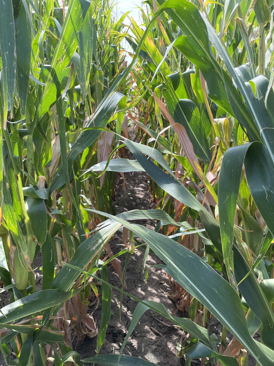 Maye85779's tweet photo. 4 row plots.  Side by side.  Great way to showcase the plant health that Miravis Neo brings vs competitive treatment.  #cleanerandgreener https://t.co/Q31nTQJNzM