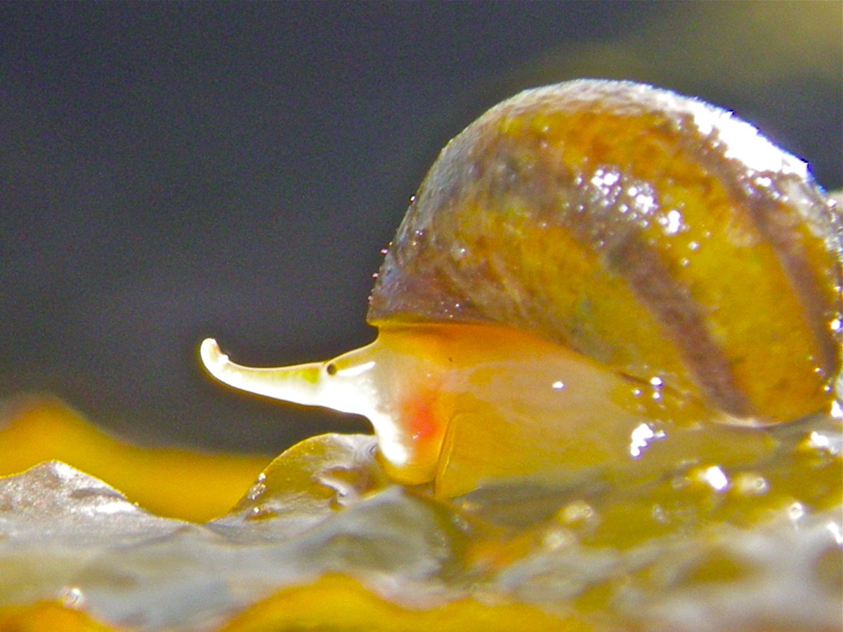 CiimarUp's tweet photo. Rui Faria (@CiimarUp collaborator) and Snæbjörn Pálsson (@Haskoli_Islands) have finished sampling throughout Iceland. 

The snails collected within the scope of #Adaptchange are being analysed and their genome will be sequenced.  

#Adaptchange is funded by @EEAGrantsPT https://t.co/2us7IdfnAT